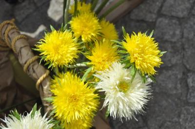 Bibułowe kwiaty Jolanty Cieślak